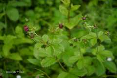 Potentilla atrosanguinea